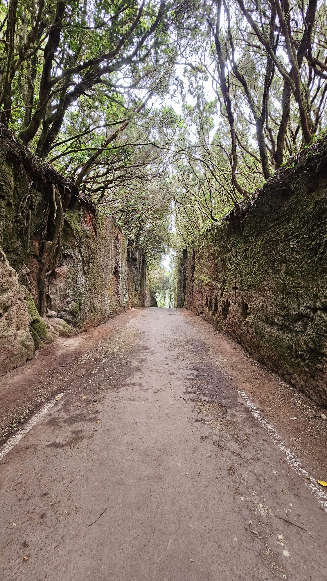 Der Camino viejo al Pico del Inglés, ein von Lorbeerbäumen überwölbter Pfad
