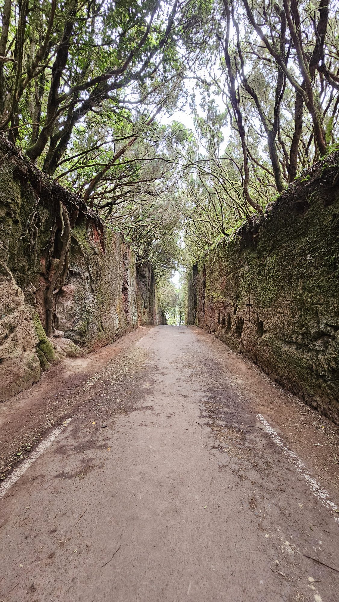 Anaga-Gebirge & Camino al Pico del Inglés