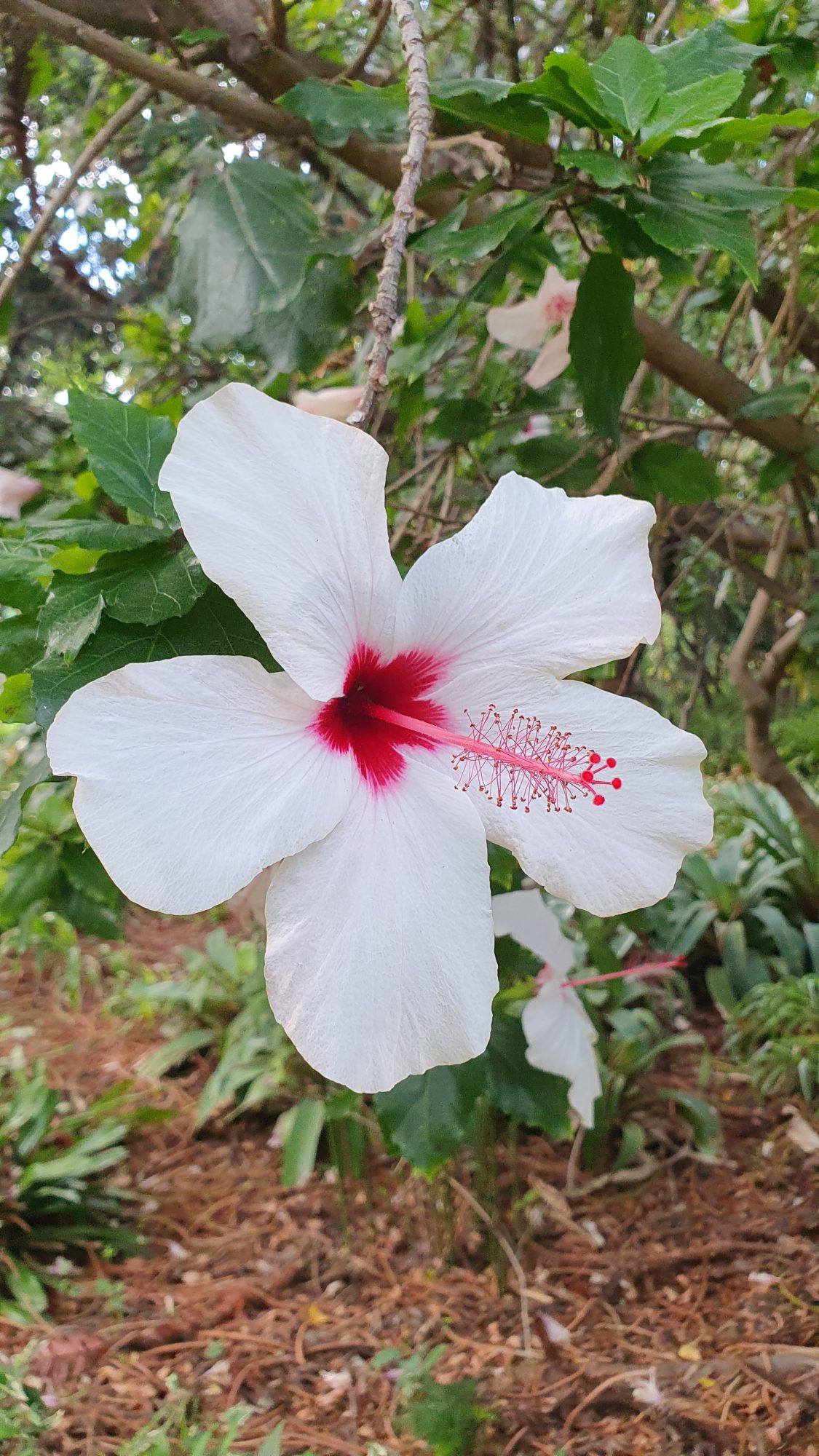 Weiße Hibiskusblüte, typische Pflanze der kanarischen Gärten