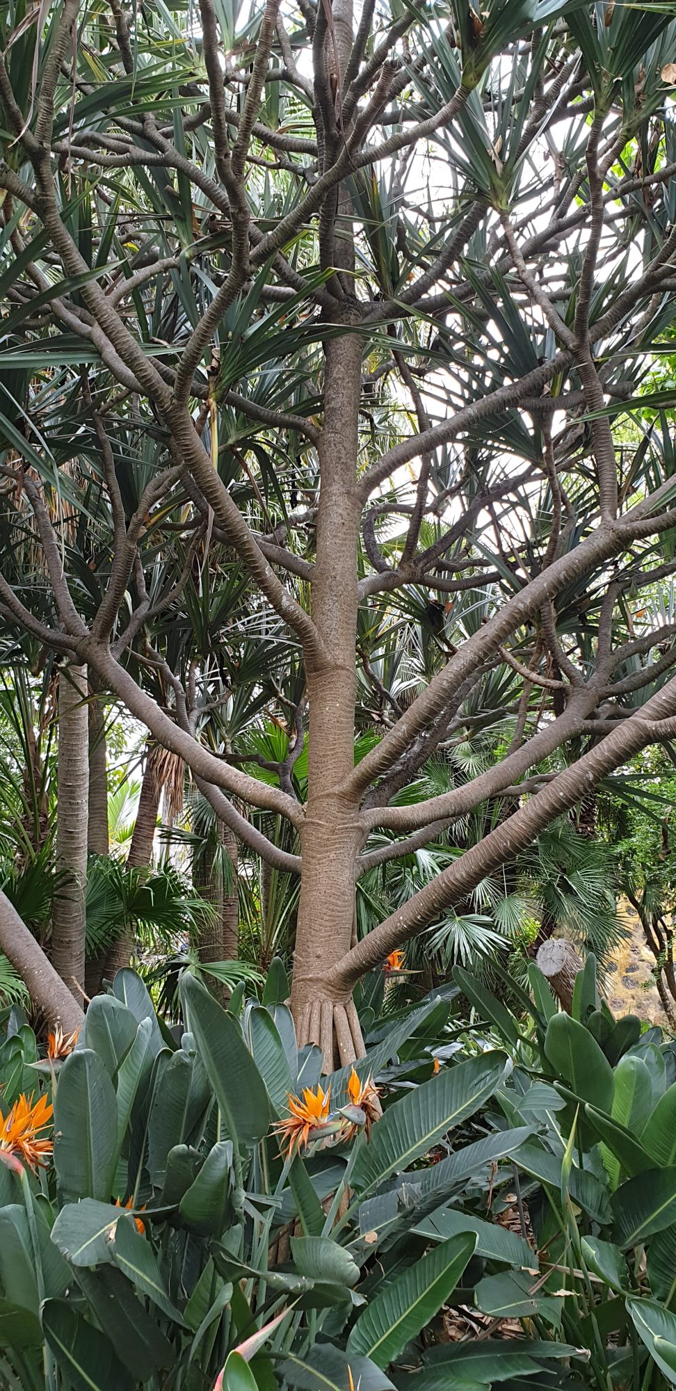 Üppiges tropisches Grün im Jardín Botánico von Puerto de la Cruz