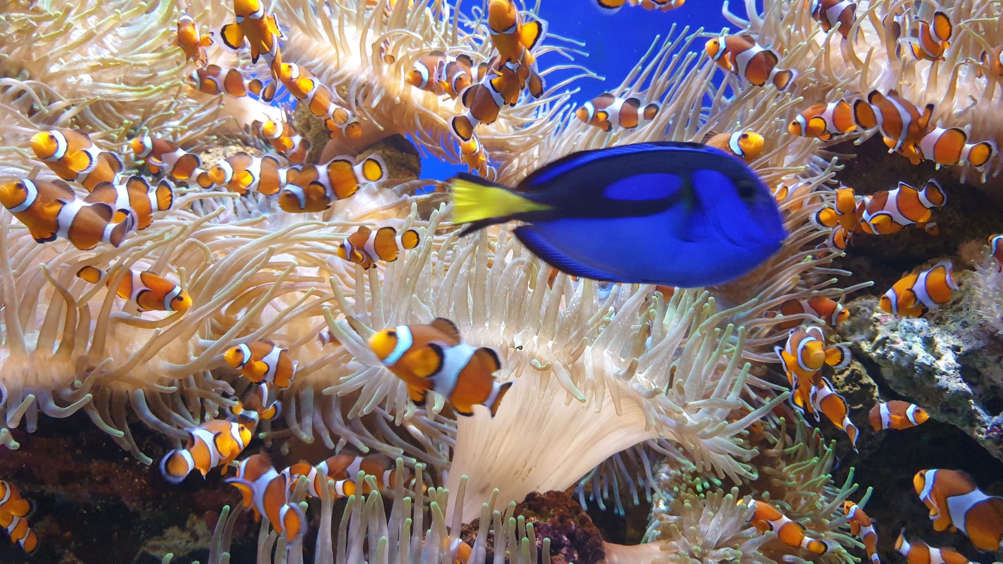 Clownfische und ein blauer Doktorfisch in einer Anemone im Aquarium
