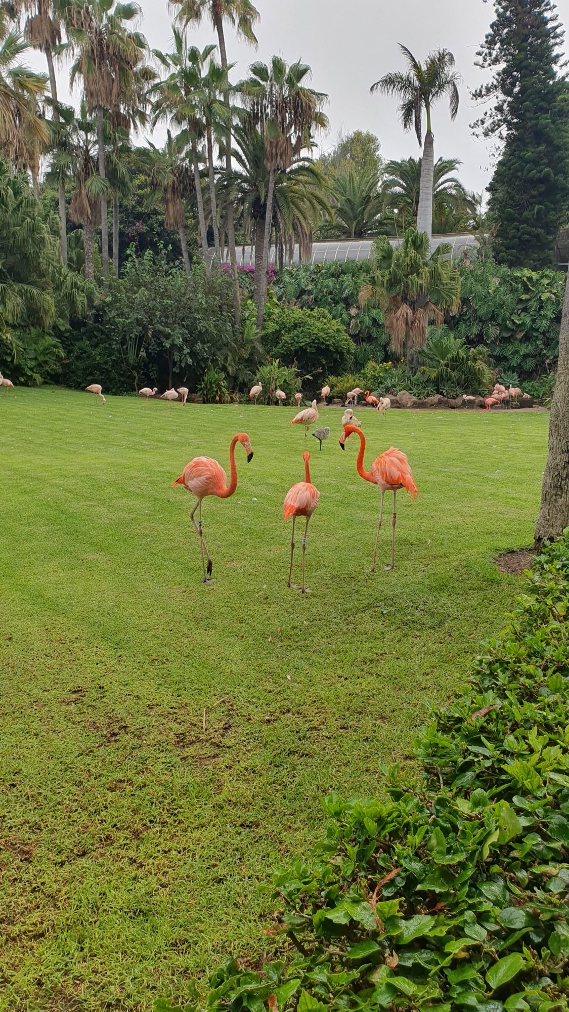 Loro Parque
