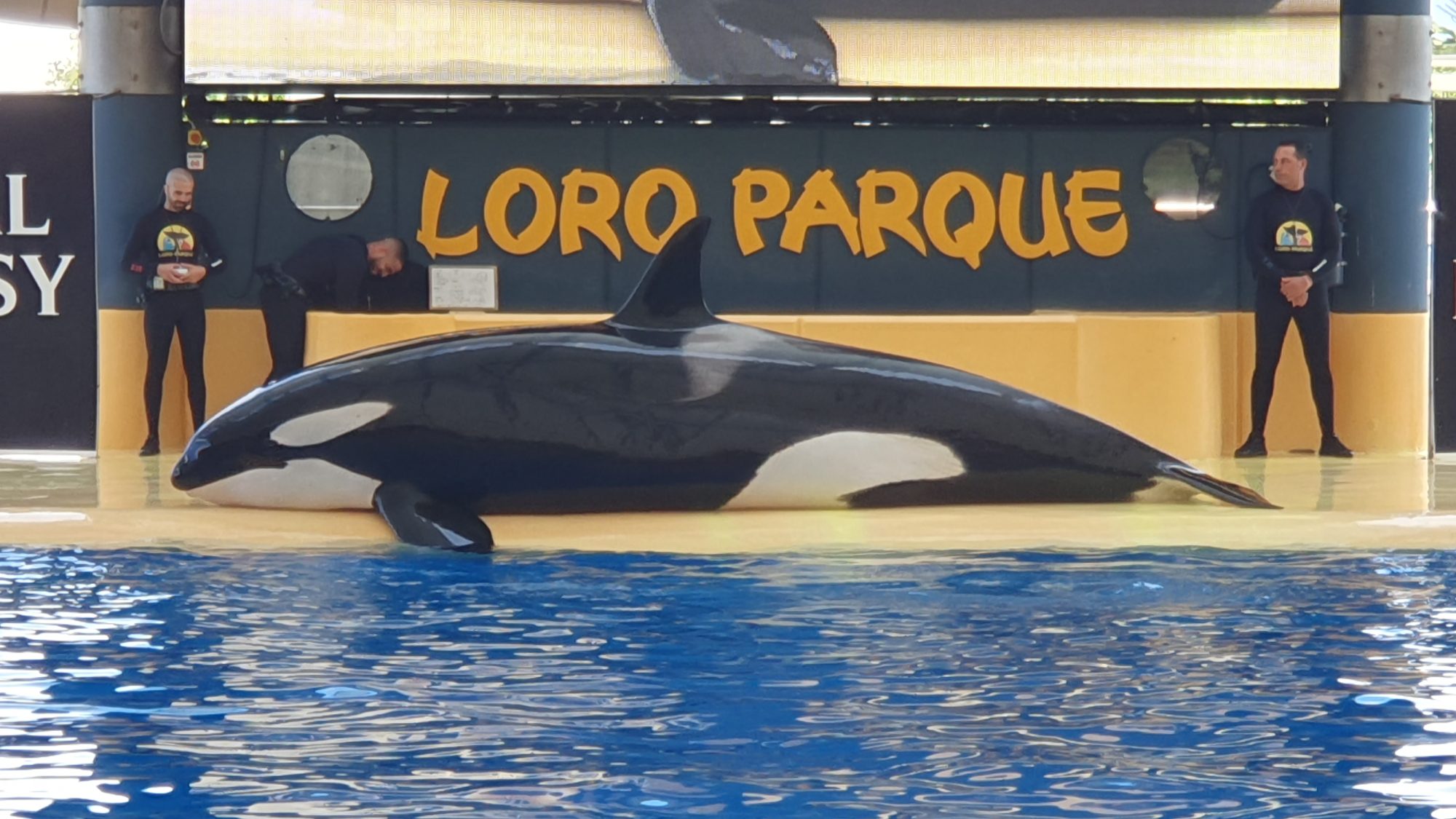 Orca im großen Becken des Loro Parque