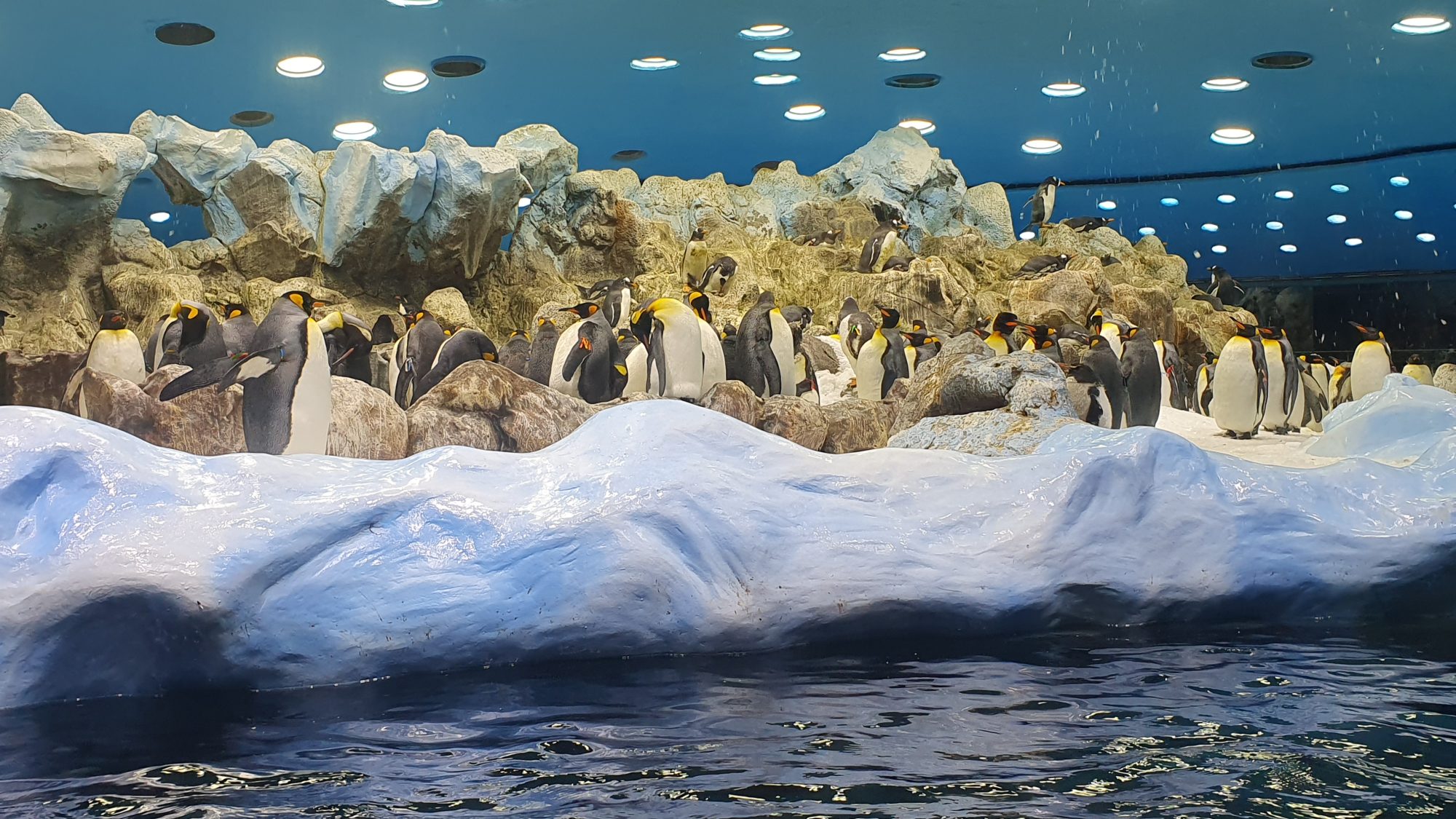 Königspinguine auf dem Eis im Planet Penguin des Loro Parque